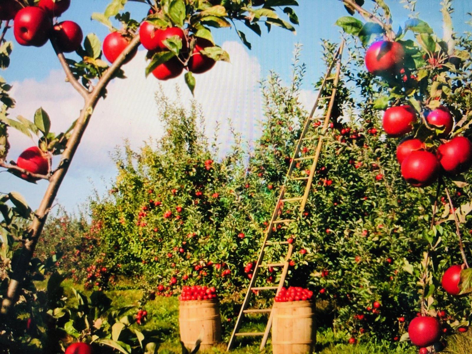 apple-picking